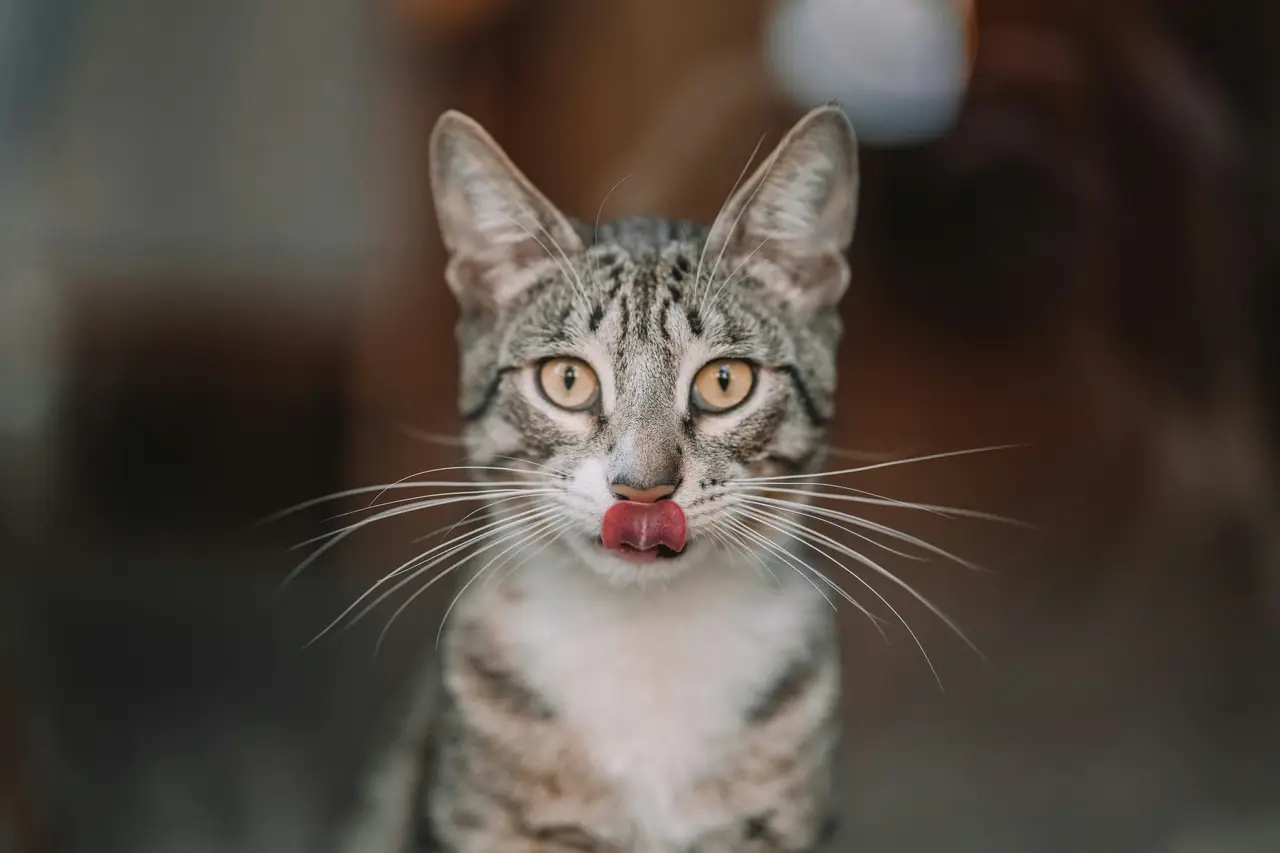 A tabby cat with its tongue out, looking directly at the camera.